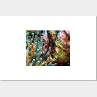 Sea Anemone and Coral Wall Posters and Art